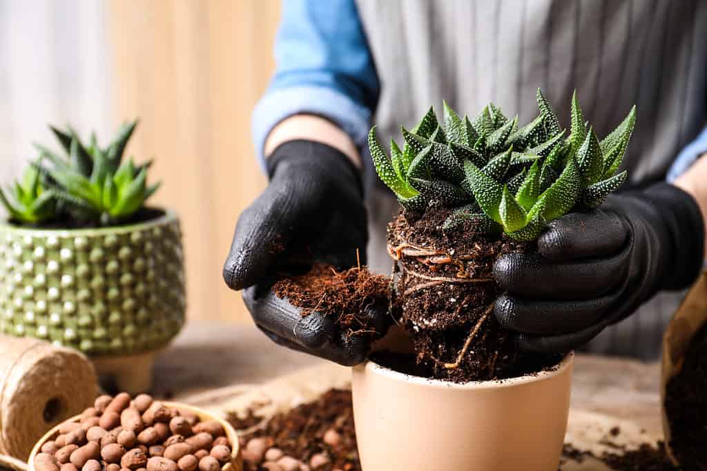 Le piante grasse dovrebbero essere rinvasate almeno ogni due anni per salvarle dai problemi