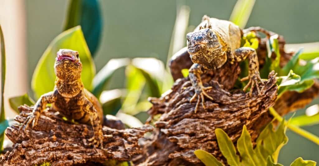 La più grande iguana è una coppia di chuckwallas 