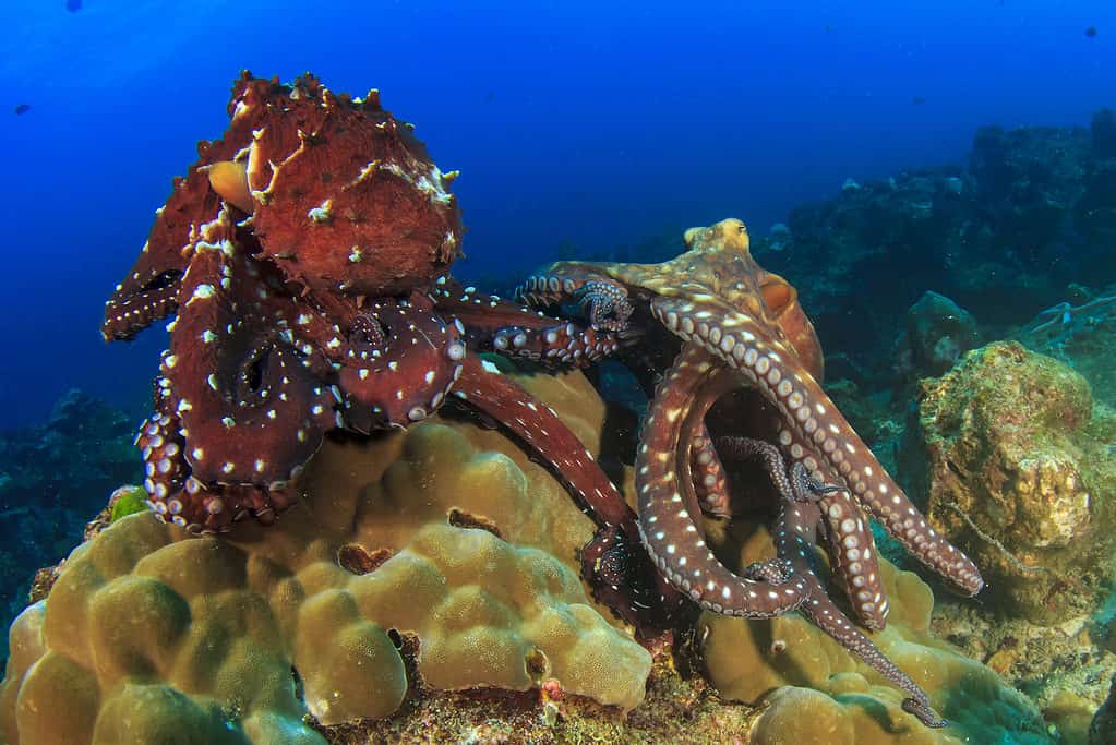 Accoppiamento del polpo
