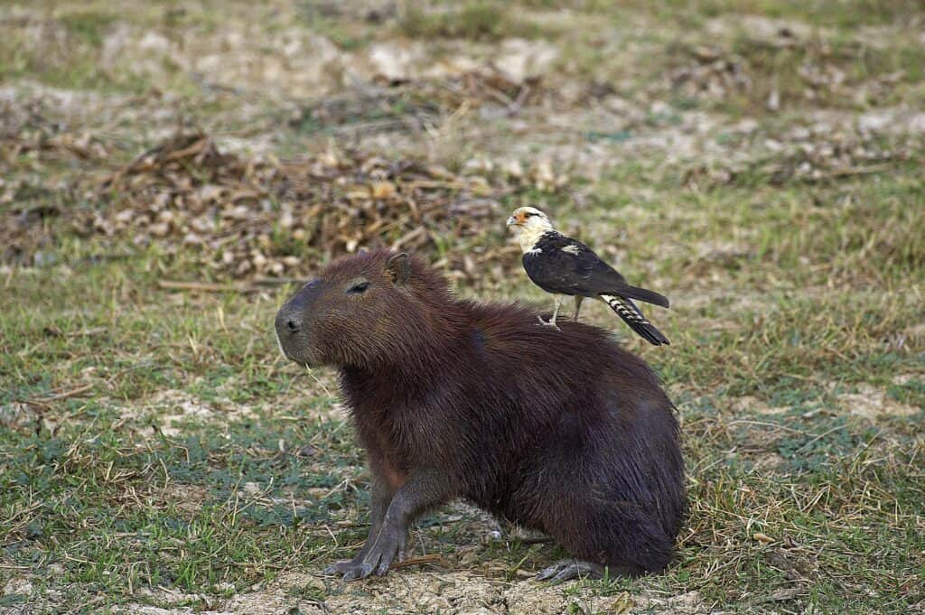 Caracara dalla testa gialla (milvago chimachima) e capibara (Hydrochoerus hydrochaeris), Los Lianos in Venezuela