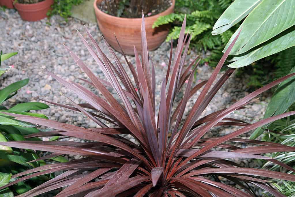 Cordyline australis sensazione rossa