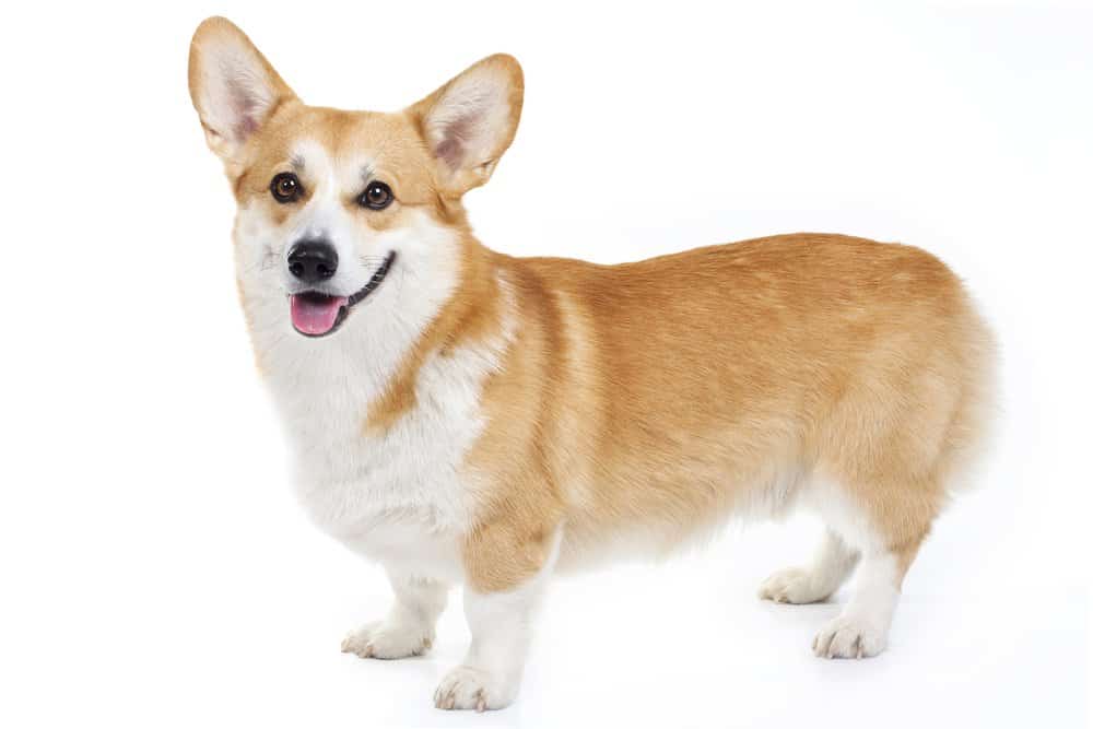 Welsh Corgi (Canis familiaris) - in piedi contro uno sfondo bianco