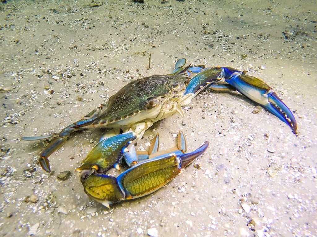 Granchio blu sott'acqua che cammina sul fondo sabbioso