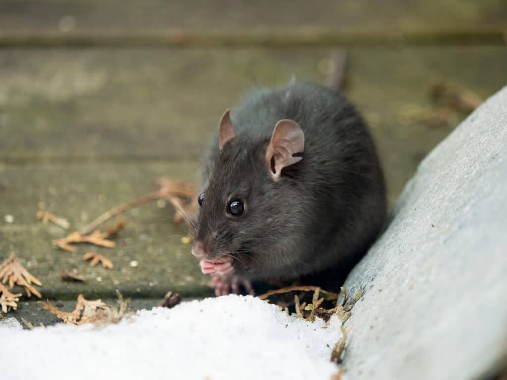 Ratto nero