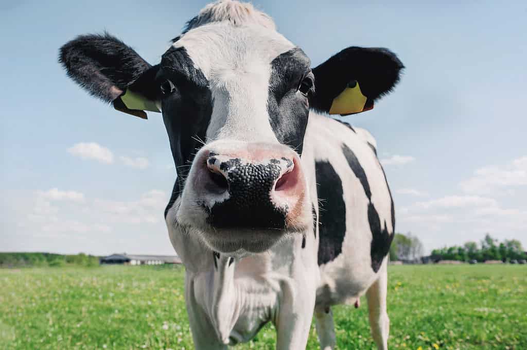 Mucca che esamina la macchina fotografica