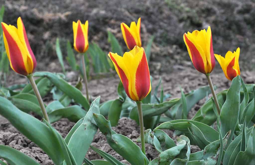 Tulipani kaufmanniana rossi e gialli in fiore