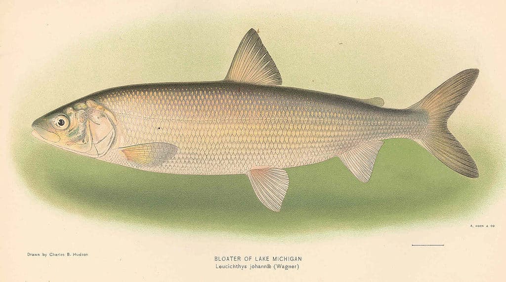 Cisco in acque profonde