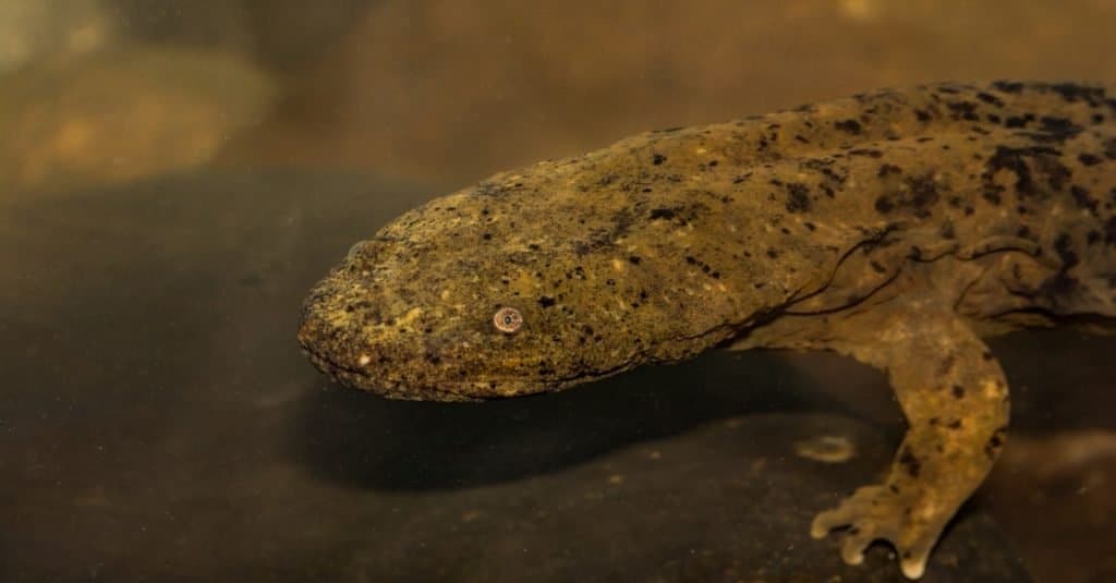 Salamandra gigante, un Hellbender orientale, primo piano