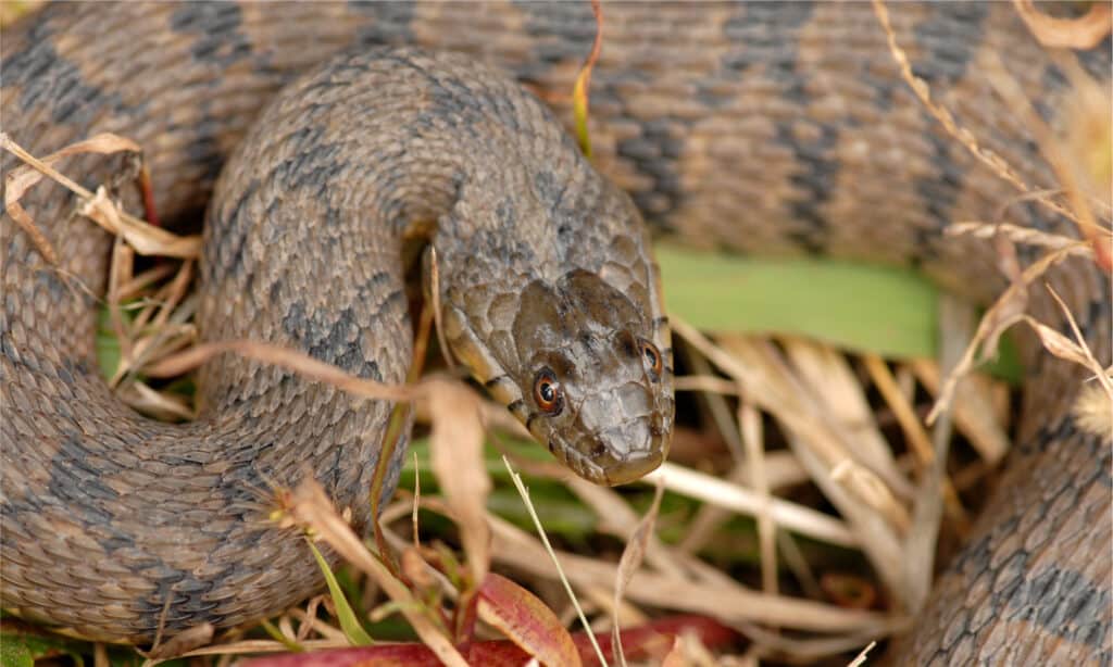 serpente d'acqua marrone