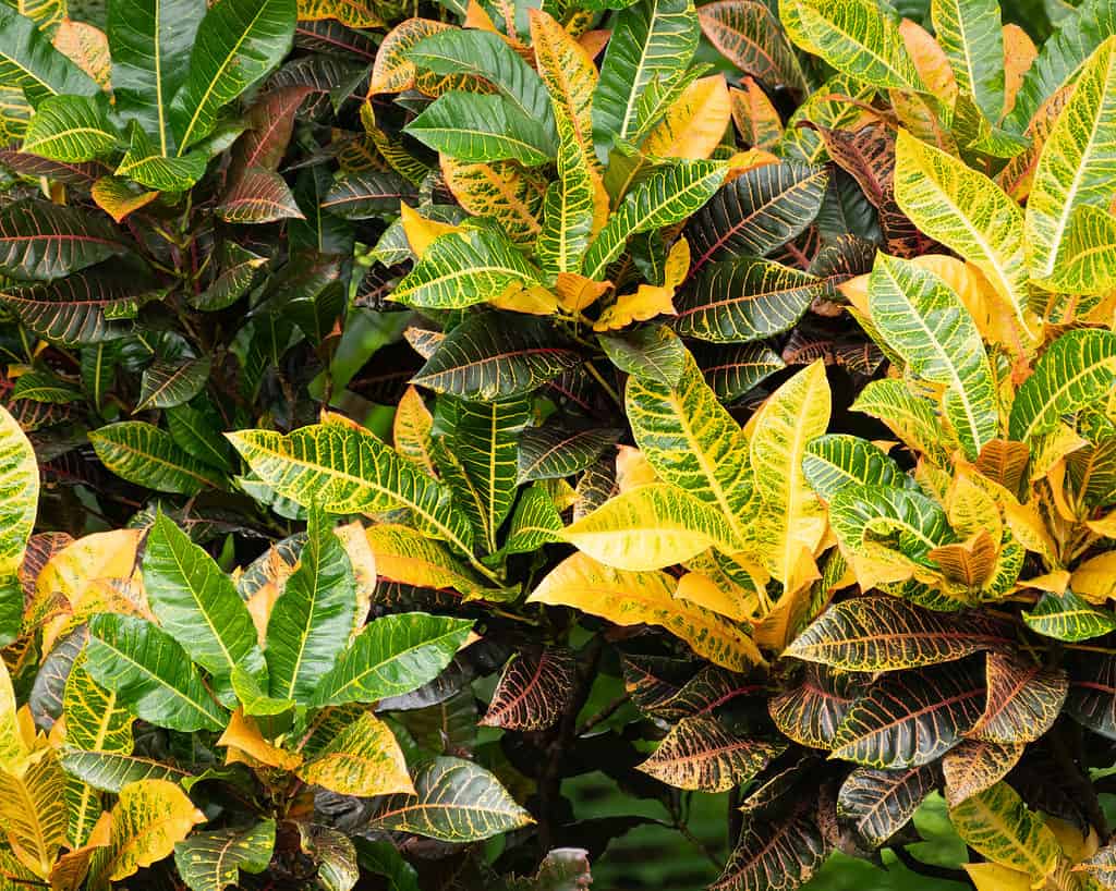 Croton giallo brillante o pianta di croton Codiaeum variegatum che cresce sotto la luce del sole