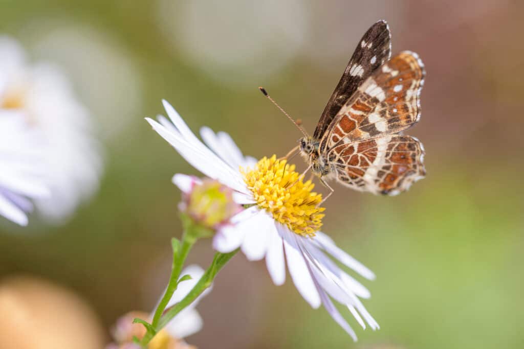 Oxeye Daisy con Buttefly sorseggiando il nettare dal suo centro