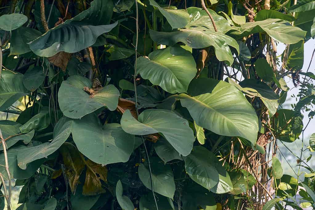 Pothos che cresce allo stato selvatico