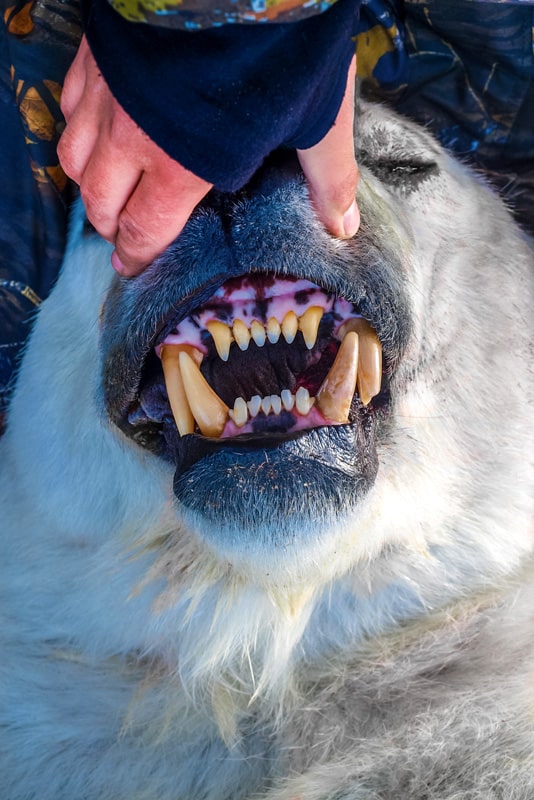 denti di orso polare