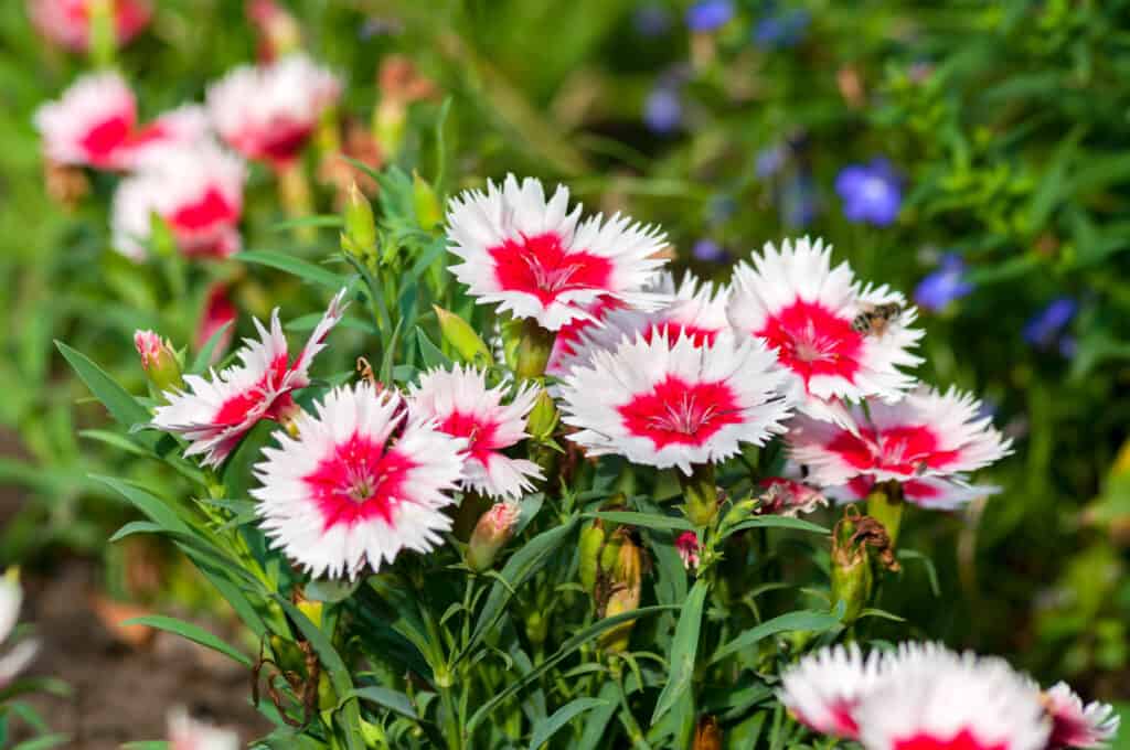 Primo piano di una dozzina di fiori di dianthus Chinensis con sei petali, ciascuno con un'estremità magenta verso il centro del fiore sullo stelo, e una balza bianca e sul bordo esterno del petalo con fogliame verde intenso.  Fuori fuoco fiori viola in un mare di verde compongono lo sfondo.