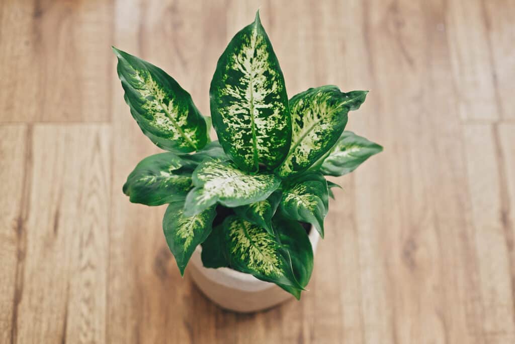 Dieffenbachia (bastone stupido)