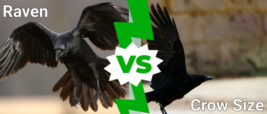 dimensione del corvo contro il corvo