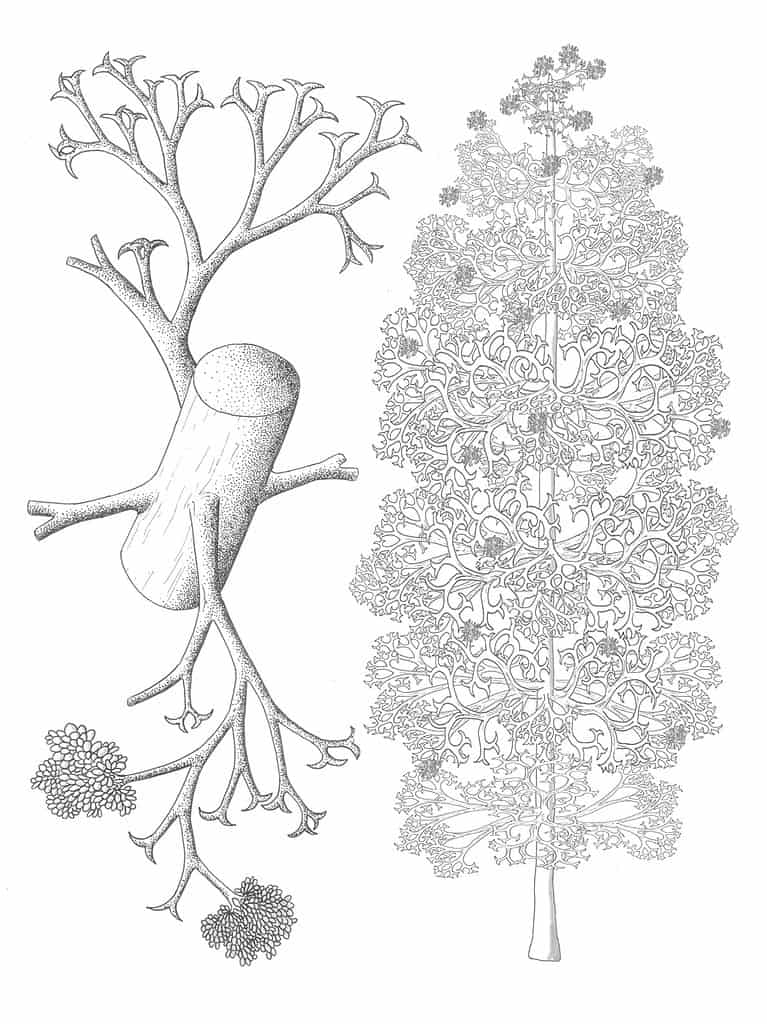 Pertica quadrifaria