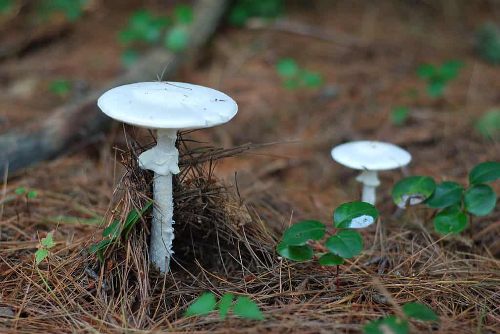 Amanita bisporigera, fungo angelo distruttore