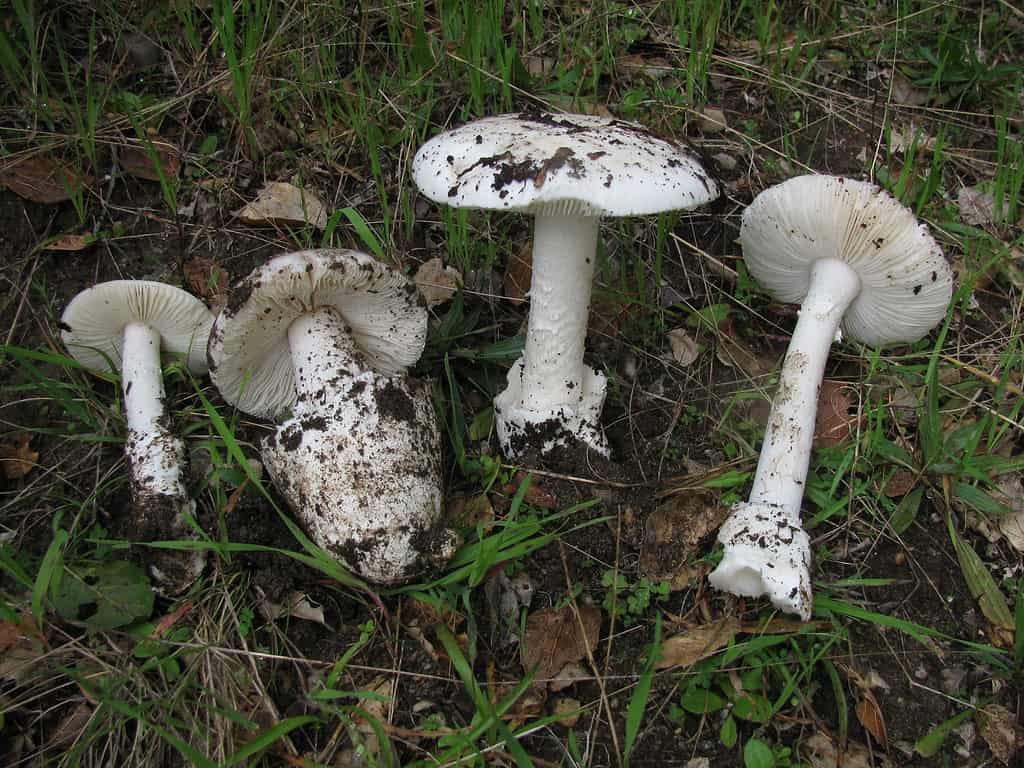 Amanita ocreata, fungo angelo distruttore