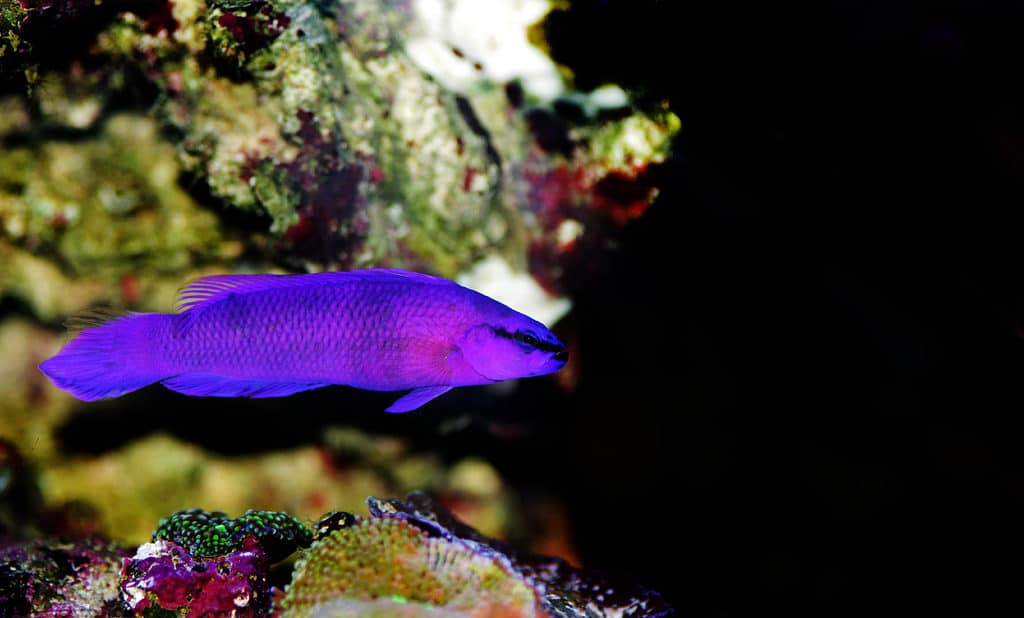 Dottyback orchidea