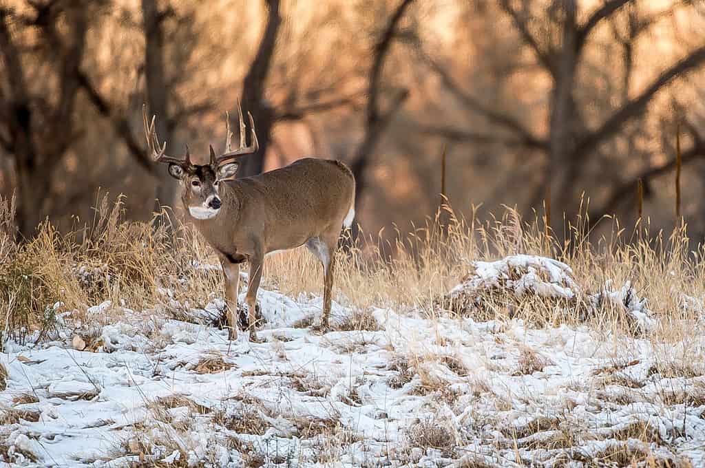 Cervo dalla coda bianca nella neve
