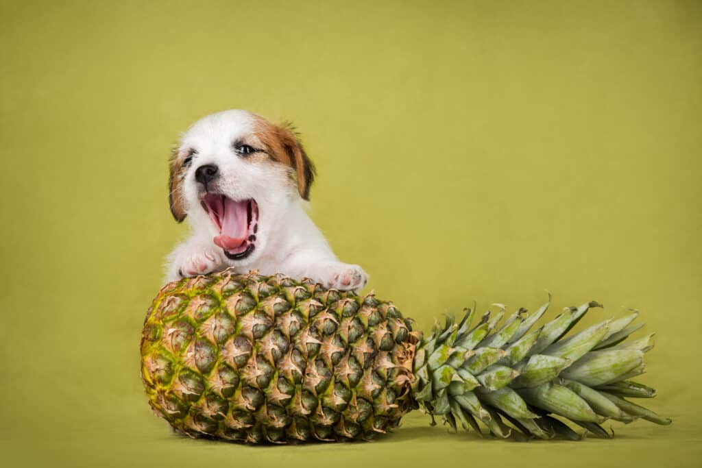 Un Jack Russell terrier bianco focato con una pinea intera[pleLafalenadelcaneèapertacomesestessesorridendoallatelecamera[pleThedog'smothisopenasifitissmilingforthecamera