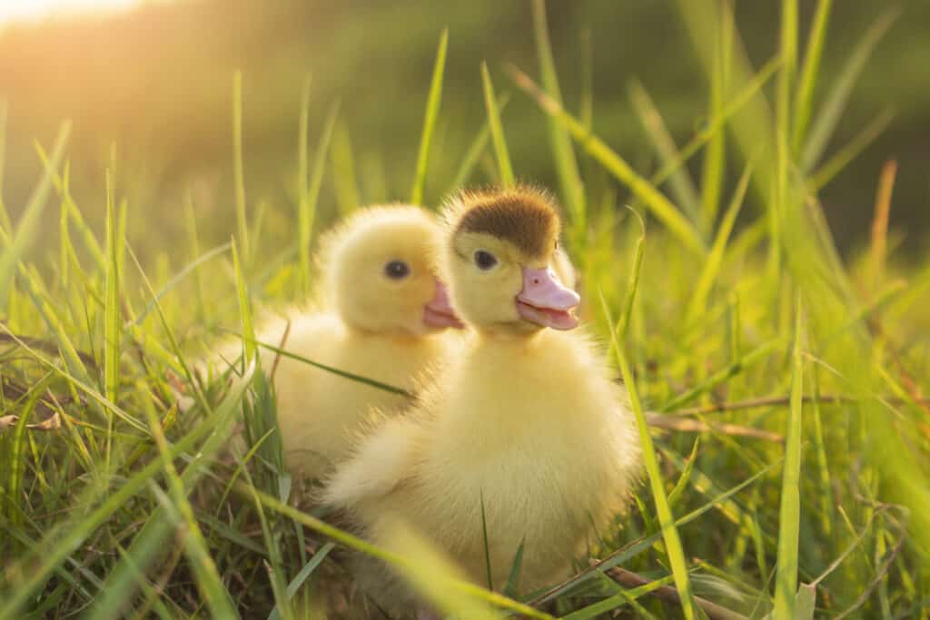 Simpatici anatroccoli al mattino