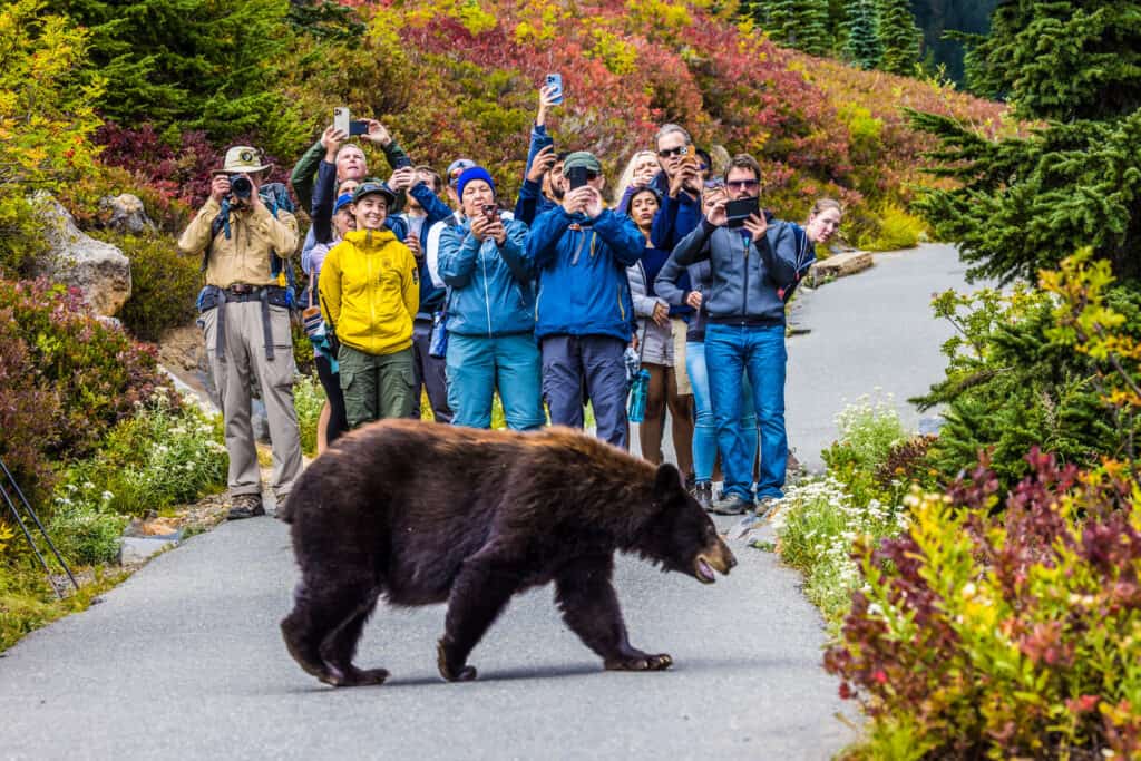Orso nero