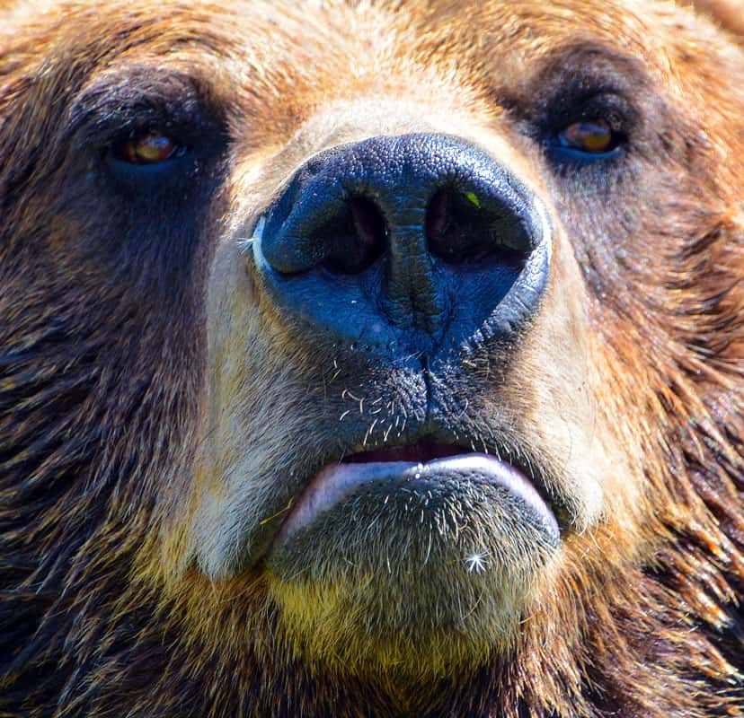 orso grizzly
