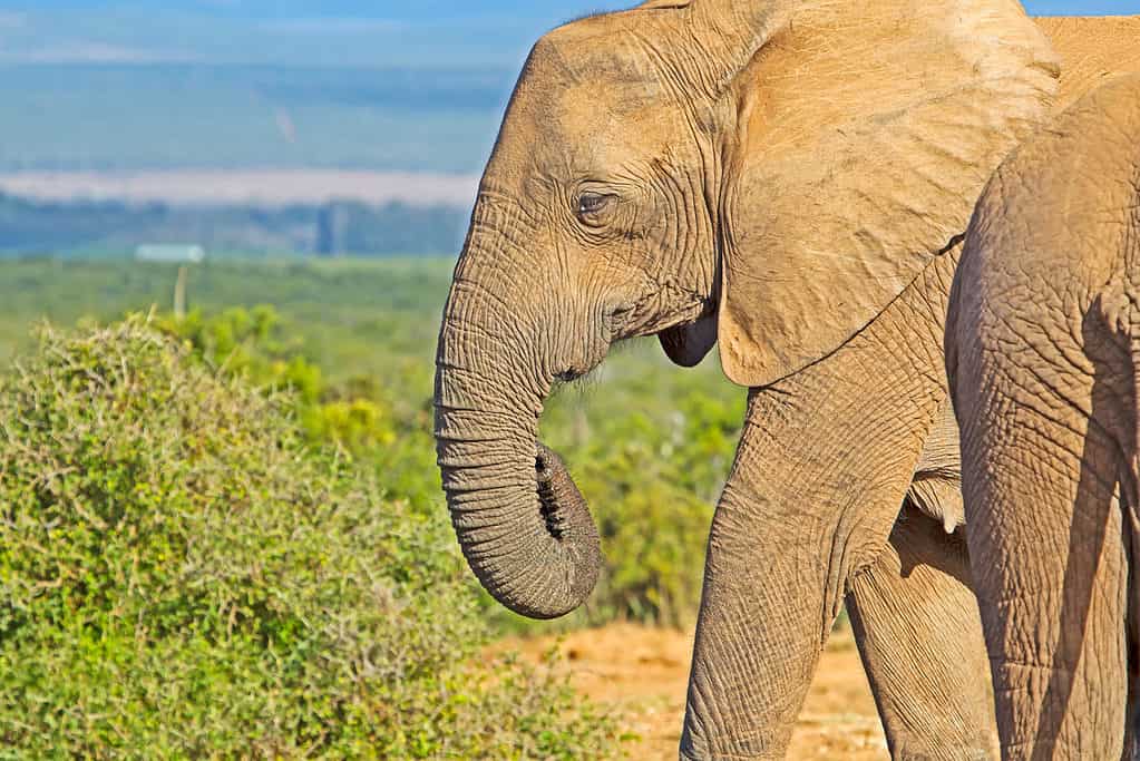 Elefante senza zanne