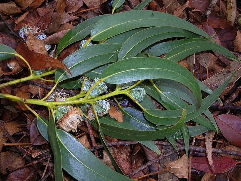 Eucalyptus globus foglie e fiori su un ramo adagiato su un letto di foglie morte