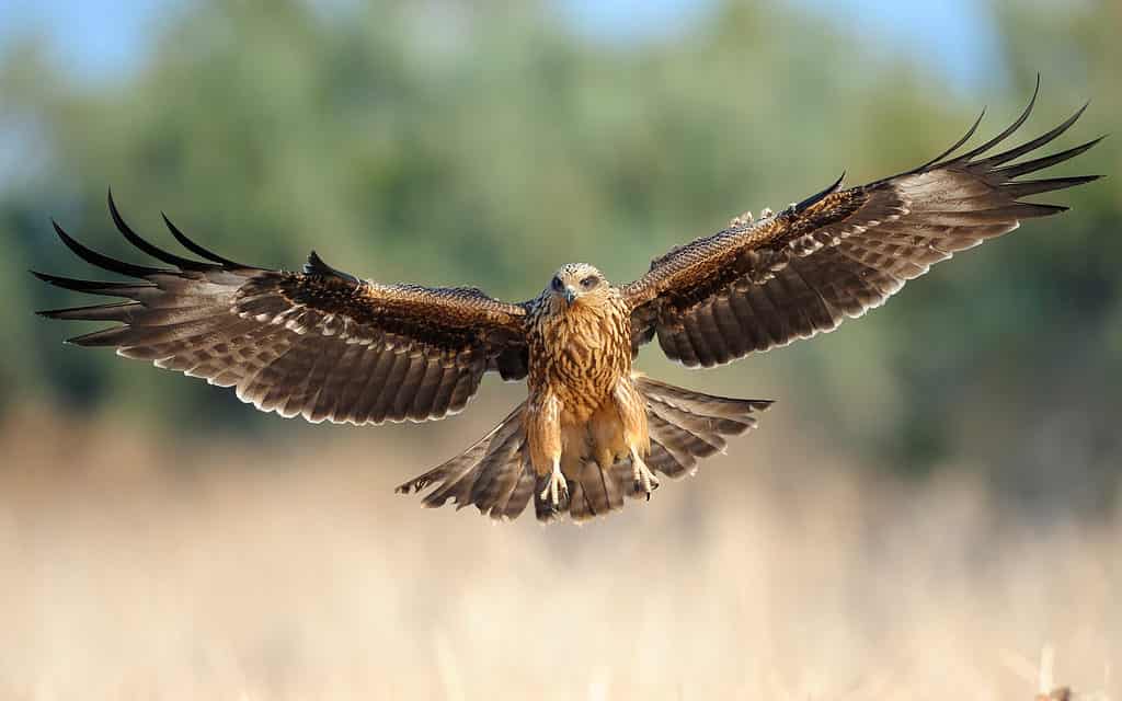 Nibbio bruno (Milvus migrans) in atterraggio su una zona erbosa.
