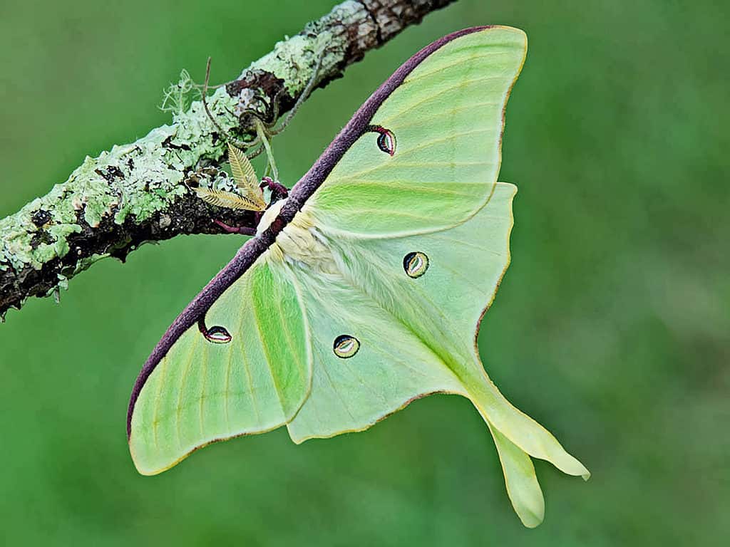 Macro di una falena luna verde brillante.  La falena è appollaiata su un ramo di un albero.  È per lo più verde brillante con finiture rosso/marrone sulle ali superiori.