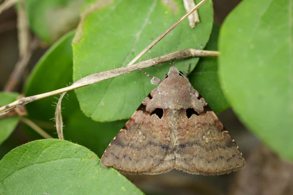una falena zingara su una foglia verde