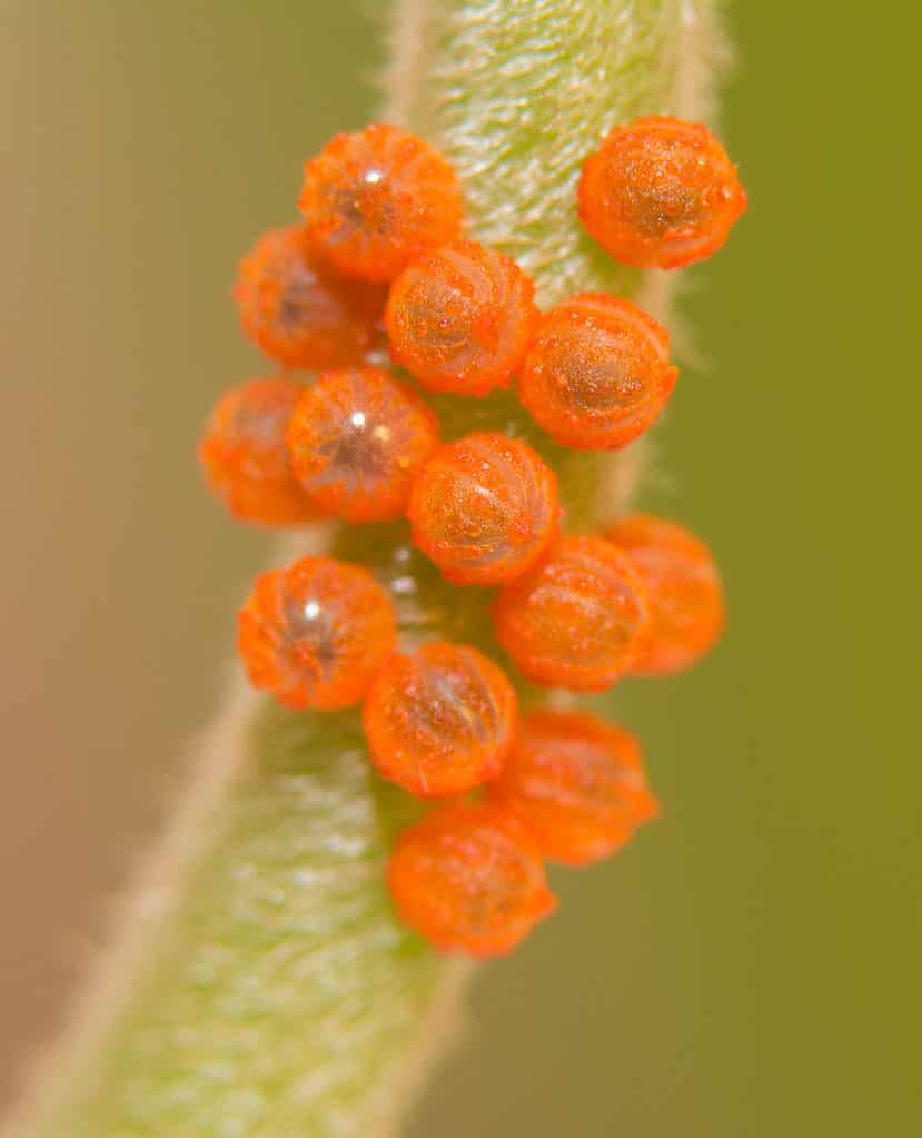 15 uova di farfalla a coda di rondine pipevine arancione brillante sono visibili su uno stelo pipevine giallo-verde.