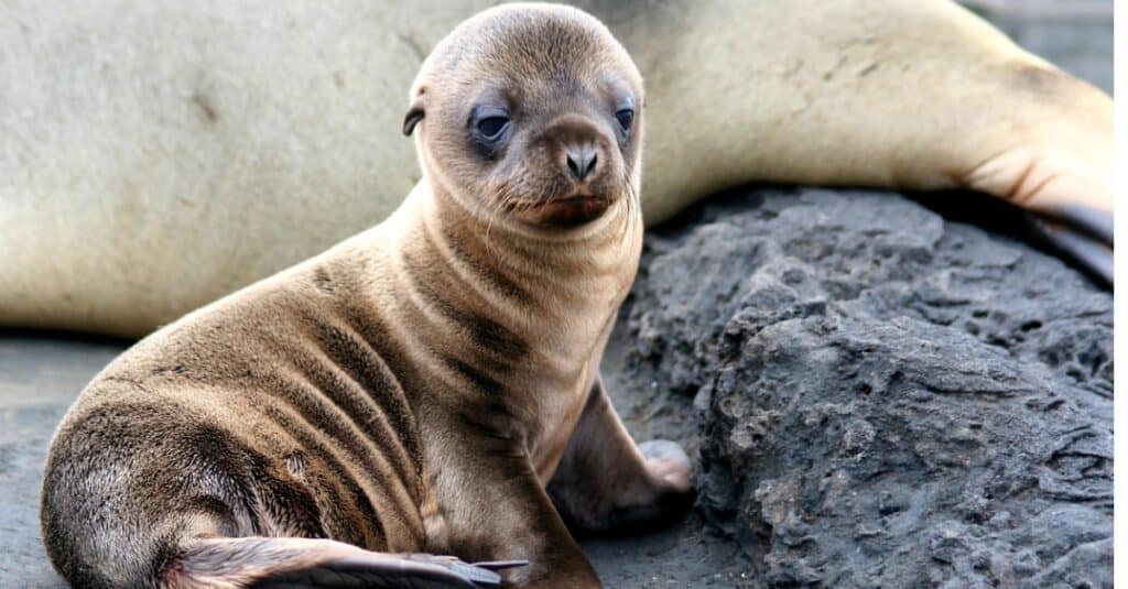 primo piano del cucciolo di foca