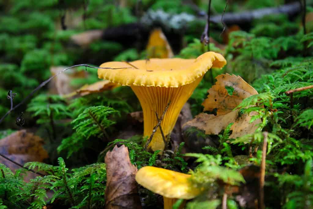 Chantharellus cibarius, finferli, girolle
