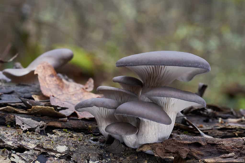 Funghi di ostrica Pleurotus ostreatus