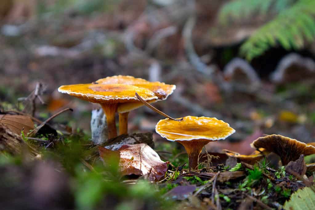 Falsi finferli (Hygrophoropsis aurantiaca)