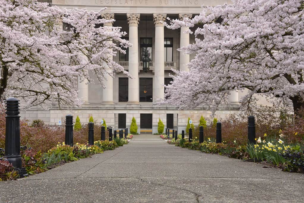 Fiori di ciliegio a Olympia, Washington, USA
