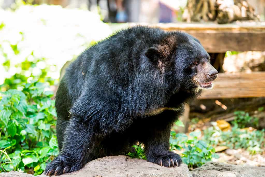 Orso nero con potenti zampe
