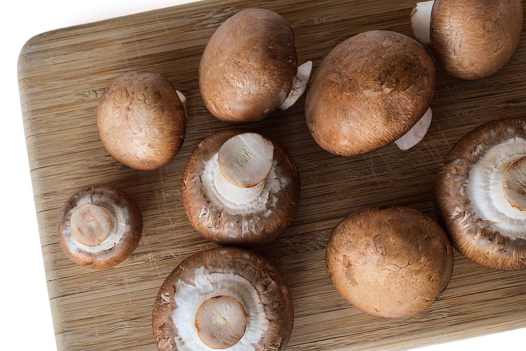 Funghi cremini marroni