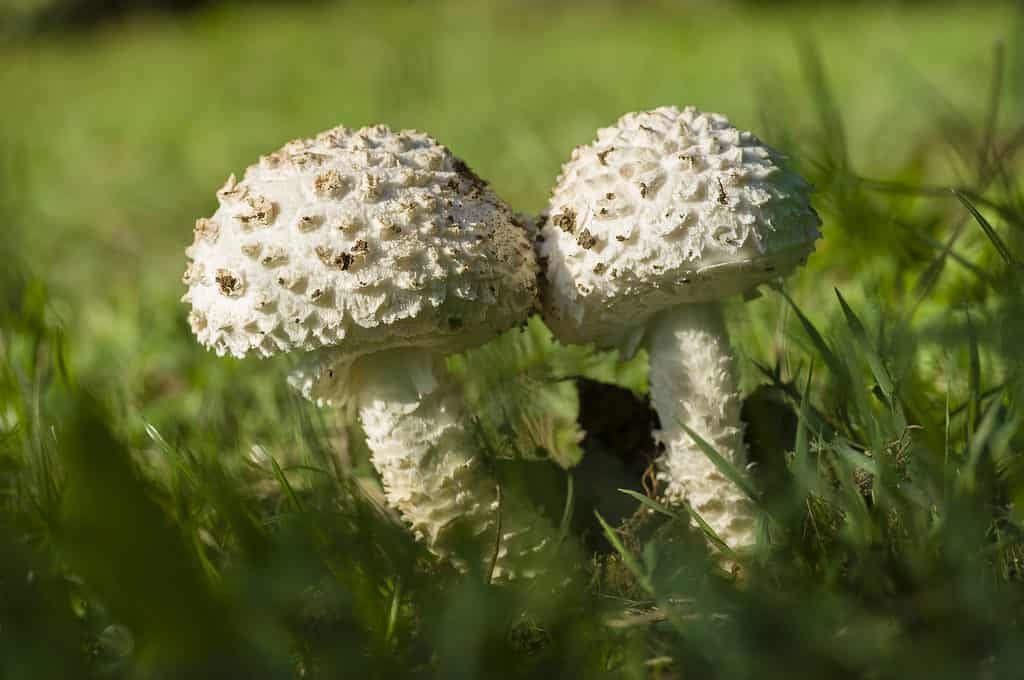 Fungo lepidella bianco che cresce su erba verde, Amanita vittadinii