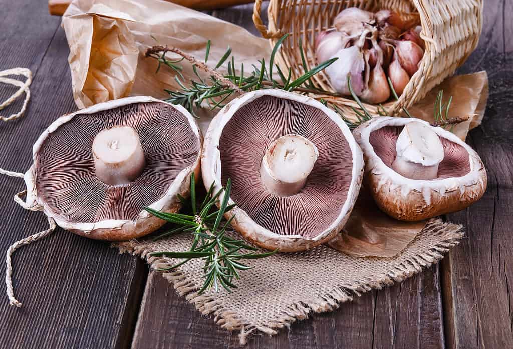 funghi portobello pronti per essere cucinati