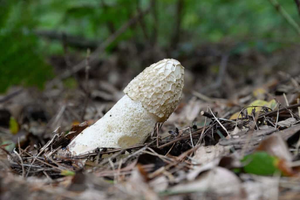 funghi puzzolenti