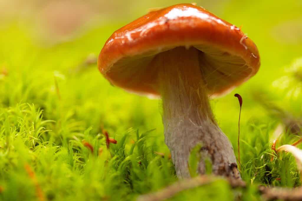 Cortinarius collinitus, comunemente noto come fungo webcap dalla cintura blu
