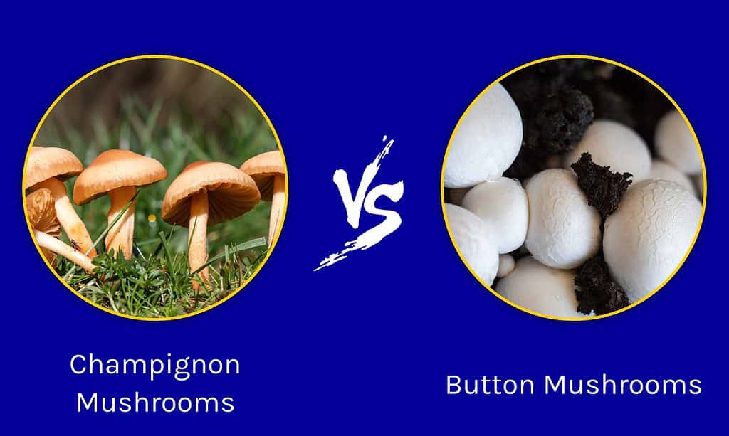 Funghi champignon vs funghi champignon
