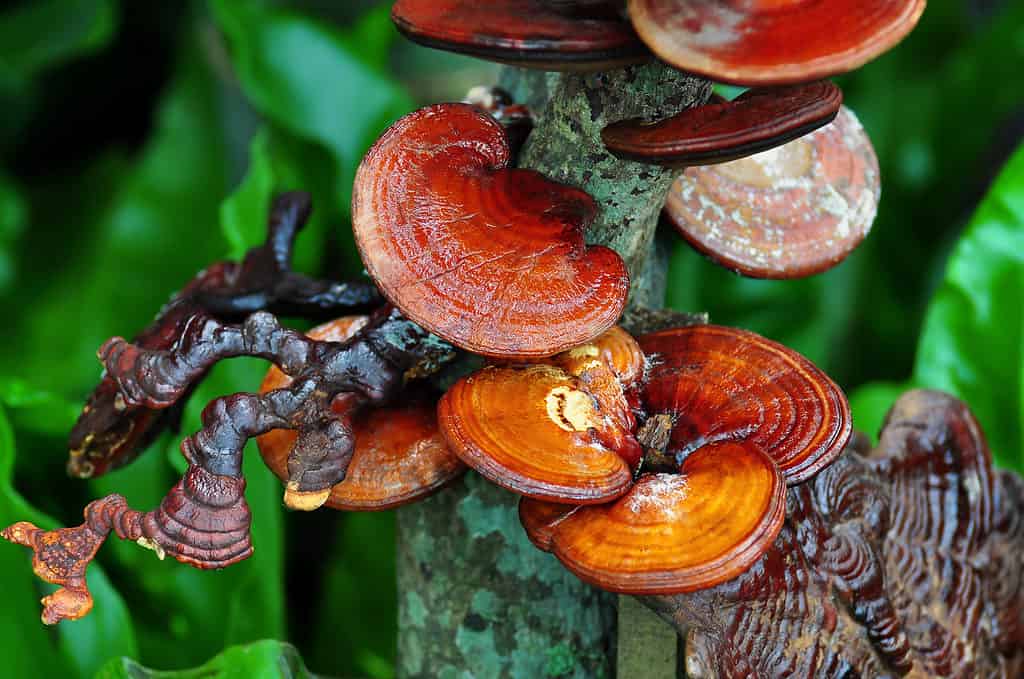 Funghi Reishi (Ganoderma lucidum)