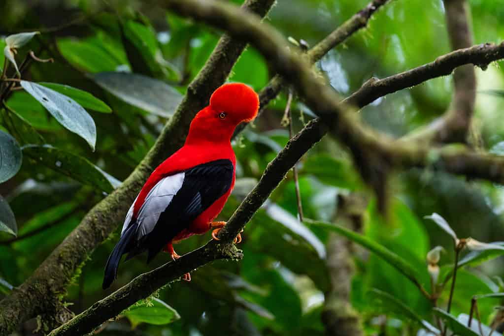 Gallo andino della roccia - Rupicola peruviana, iconico uccello colorato delle montagne andine, Mindo, Ecuador.