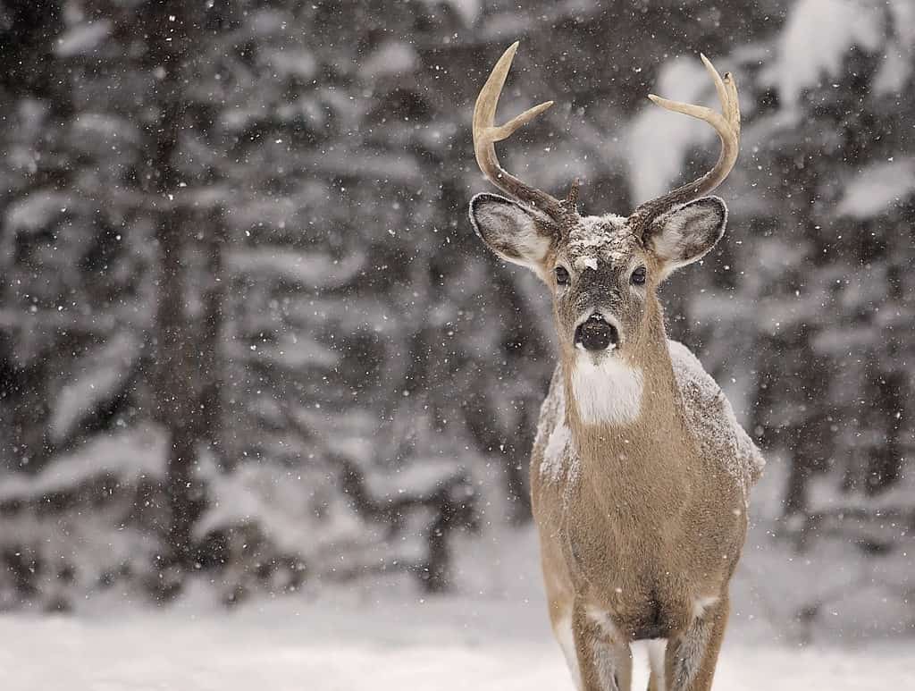 Cervo dalla coda bianca nella neve